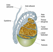 Tumore del testicolo, Tumore del testicolo