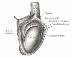 Tumore del testicolo, Tumore del testicolo